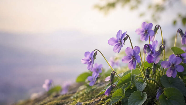 Japanese Names That Mean Violet